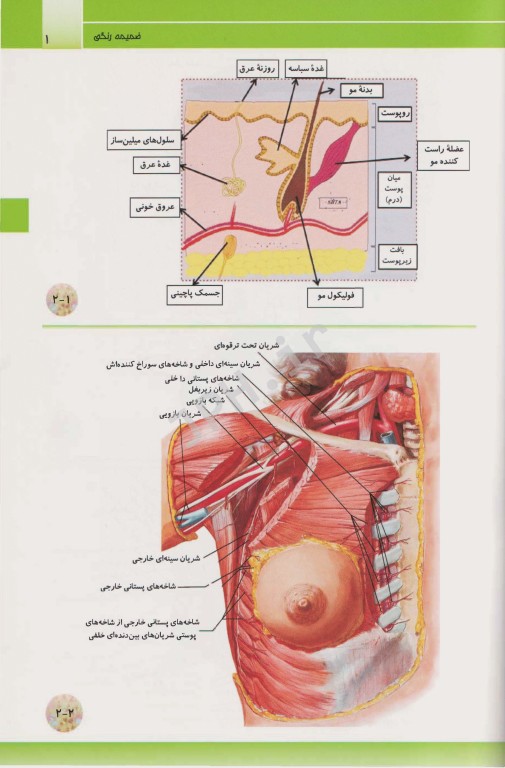 آناتومی عمومی برای دانشجویان پرستاری، مامایی و پیراپزشکی شبانی زاده و تقوی