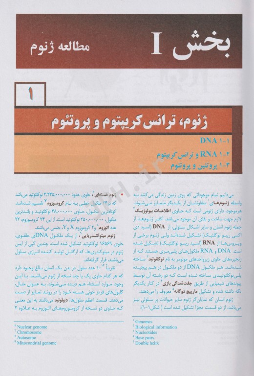 ترجمه کامل و جامع ژنوم 4