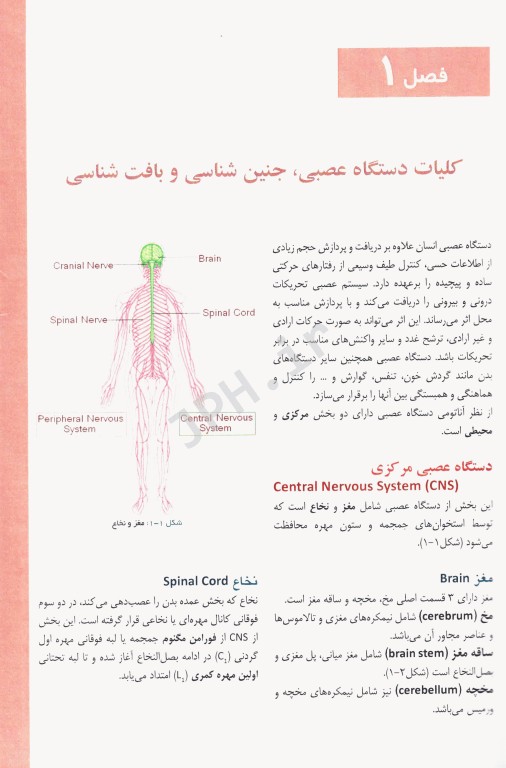 آناتومی دستگاه عصبی مرکزی