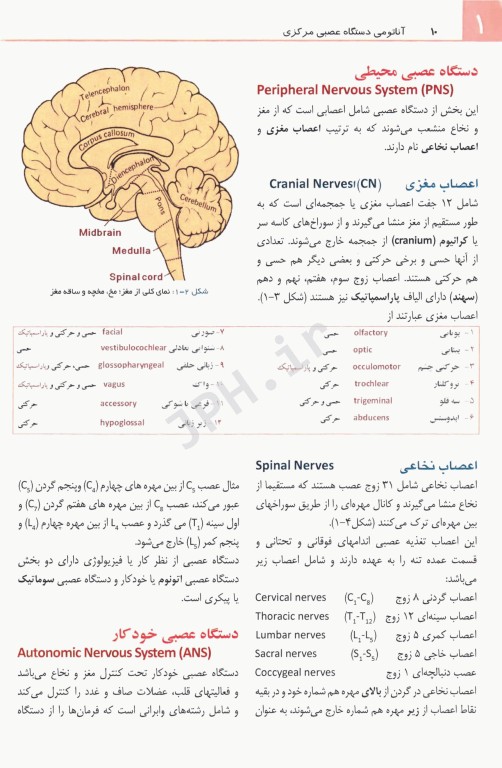 آناتومی دستگاه عصبی مرکزی