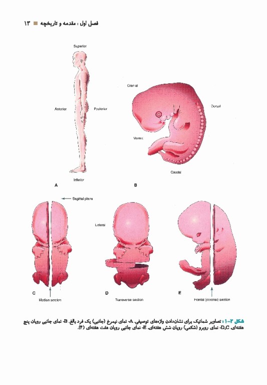 جنین شناسی پزشکی دکتر سلیمانی راد چاپ رنگی