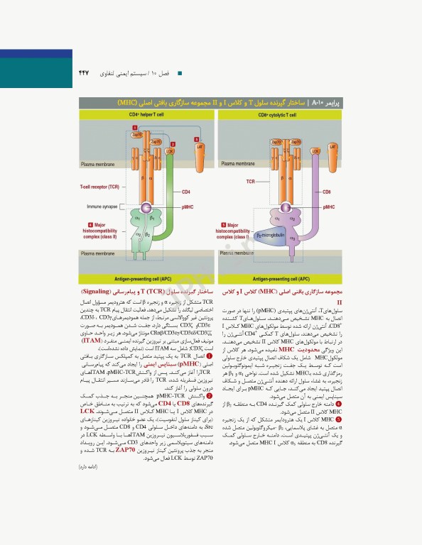 بافت‌شناسی و بیولوژی سلولی آبراهام 2020 مقدمه‌ای بر پاتولوژی جلد2