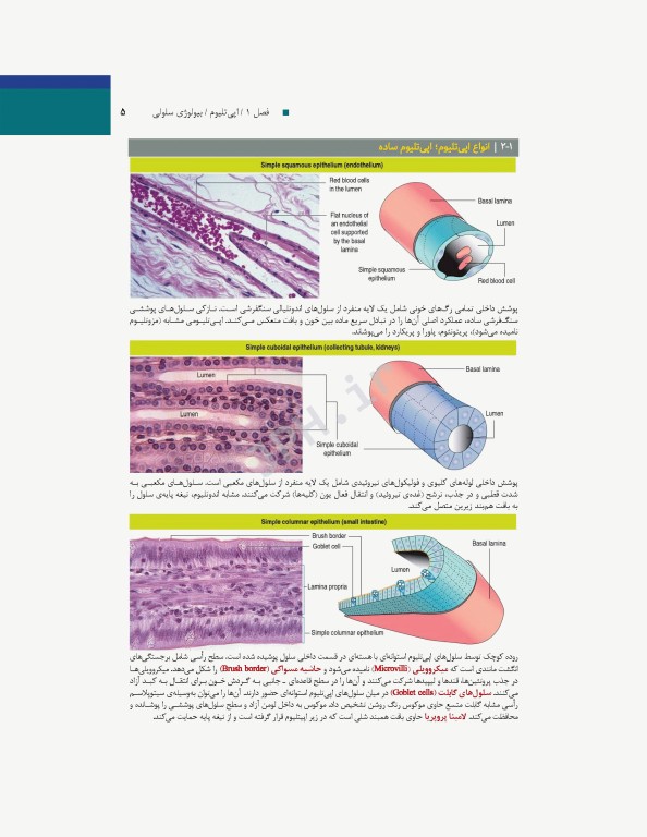 بافت‌شناسی و بیولوژی سلولی آبراهام 2020 مقدمه‌ای بر پاتولوژی جلد1