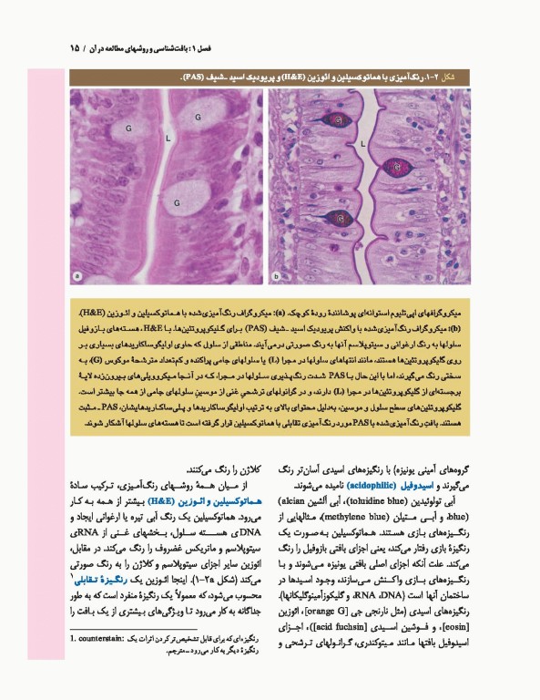 بافت‌شناسی پایه جان کوئیرا آنتونی مشر 2021