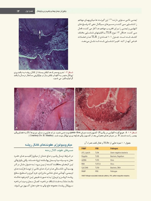 اصول و درمان اندودانتیکس ترابی‌نژاد 2021 همراه با فیلم آموزشی بصورت DVD