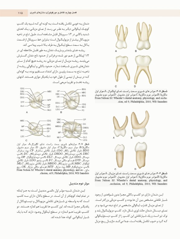 دندانپزشکی کودک و نوجوان مک دونالد 2022 جلد اول تمام رنگی
