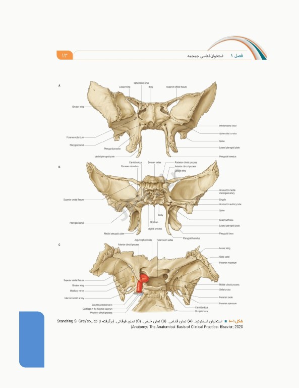 علوم تشریح برای دانشجویان پزشکی جلد3 سر و گردن