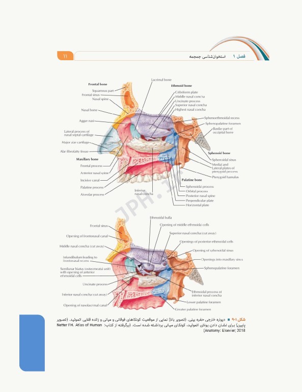 علوم تشریح برای دانشجویان پزشکی جلد3 سر و گردن