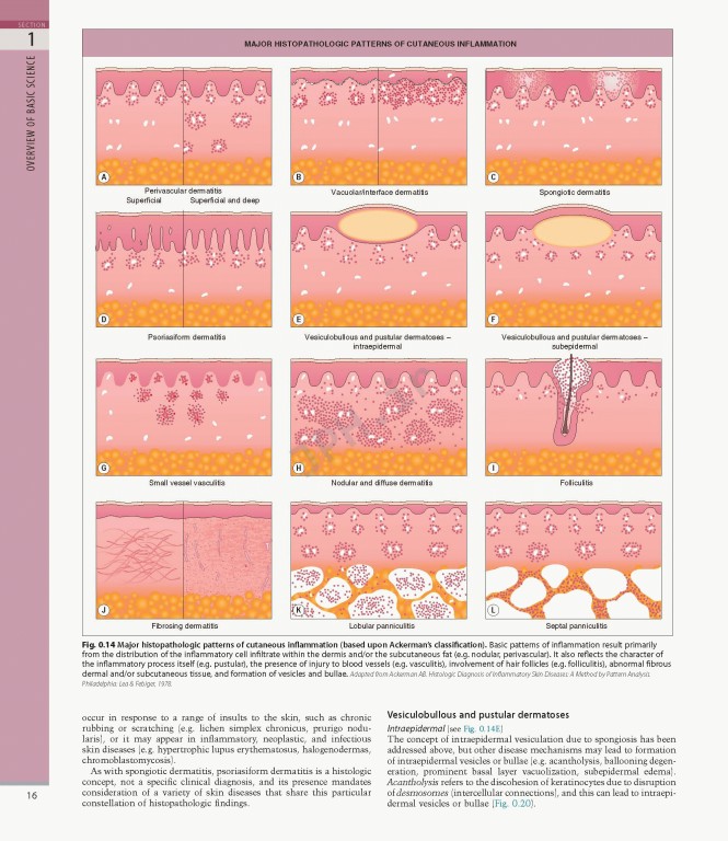 بیماری‌های پوست سه جلدی 2025 | Dermatology Bolognia 5th Edition
