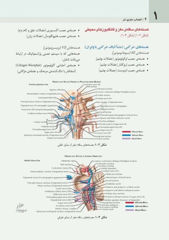 اعصاب مغزی نتر 2016