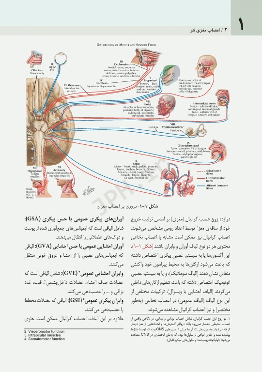 اعصاب مغزی نتر 2016