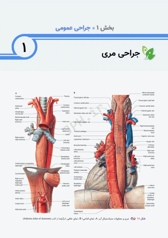 اطلس جراحی برای تکنولوژیست جراحی دکتر گلچینی