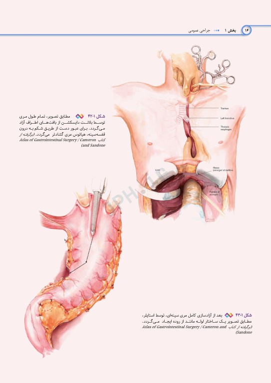 اطلس جراحی برای تکنولوژیست جراحی دکتر گلچینی