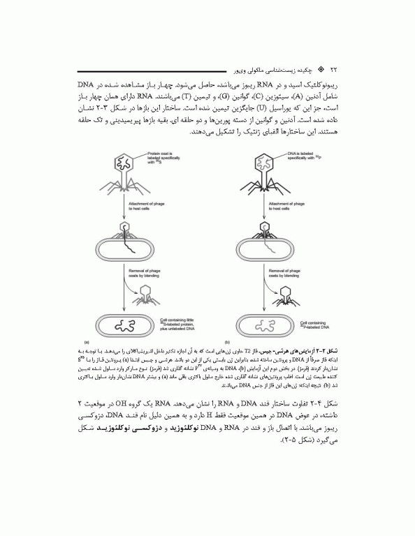 چکیده زیست شناسی مولکولی وی‌ور