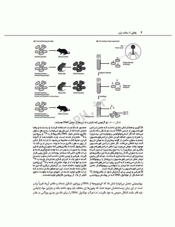 ژنوم 4 ترجمه دکتر نجات مهدیه