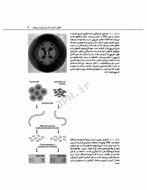 ژنوم 4 ترجمه دکتر نجات مهدیه
