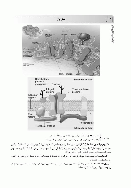 مروری جامع بر فیزیولوژی پزشکی دکتر امید صالحیان