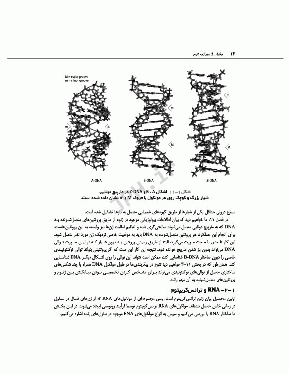 ژنوم 4 ترجمه دکتر نجات مهدیه