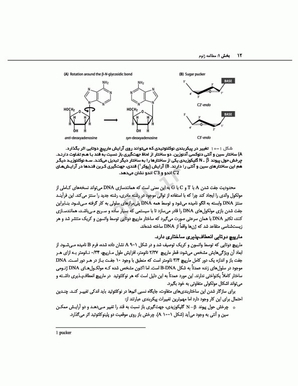 ژنوم 4 ترجمه دکتر نجات مهدیه