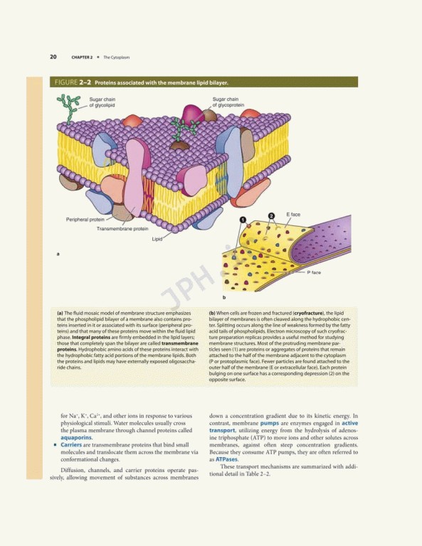 بافت شناسی پایه جان کوئیرا 2021 | Junqueira's Basic Histology 6th edition