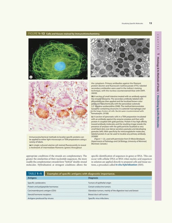 بافت شناسی پایه جان کوئیرا 2021 | Junqueira's Basic Histology 6th edition