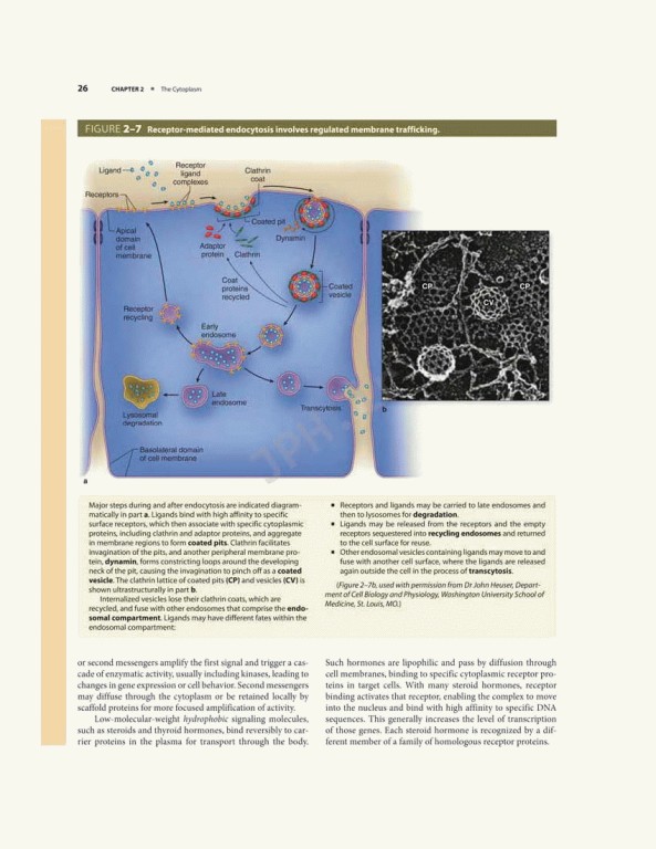 بافت شناسی پایه جان کوئیرا 2021 | Junqueira's Basic Histology 6th edition