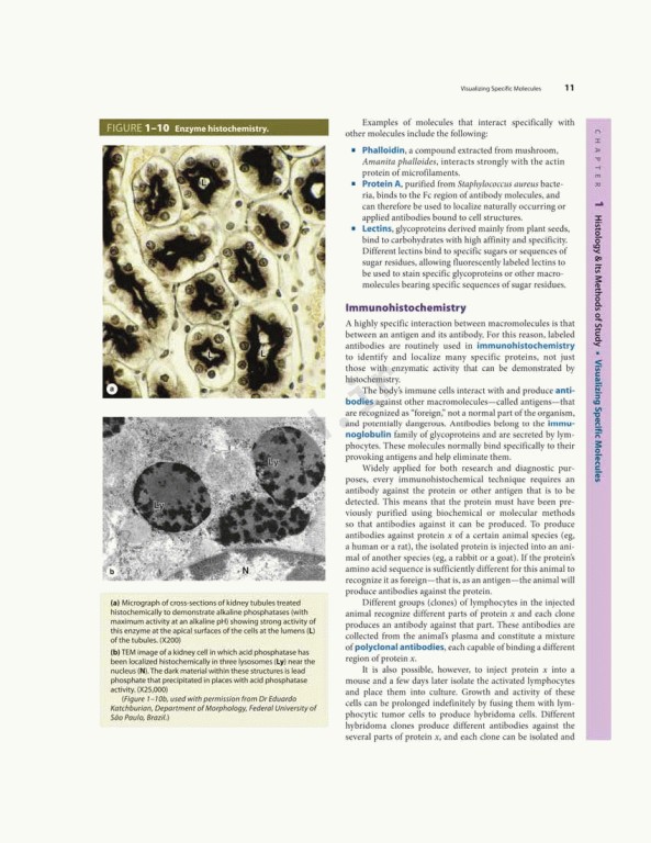 بافت شناسی پایه جان کوئیرا 2021 | Junqueira's Basic Histology 6th edition