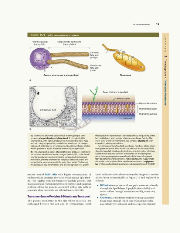 بافت شناسی پایه جان کوئیرا 2021 | Junqueira's Basic Histology 6th edition
