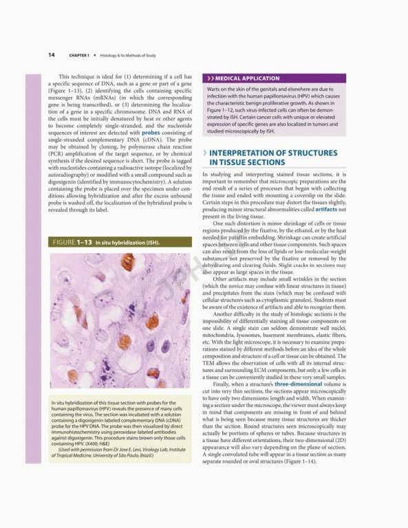بافت شناسی پایه جان کوئیرا 2021 | Junqueira's Basic Histology 6th edition