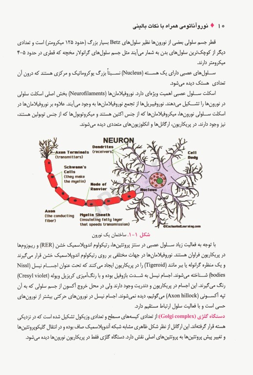نوروآناتومی همراه با نکات بالینی دکتر اکبری