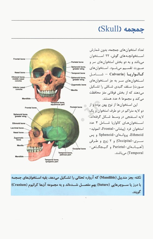 آناتومی سر و گردن و حواس ویژه دکتر چگینی