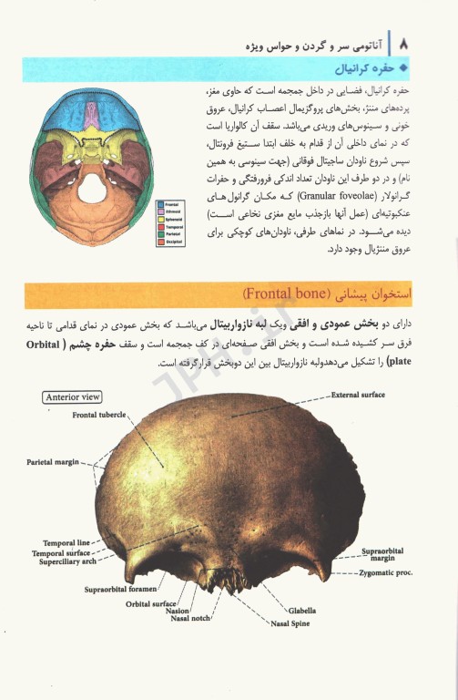 آناتومی سر و گردن و حواس ویژه دکتر چگینی