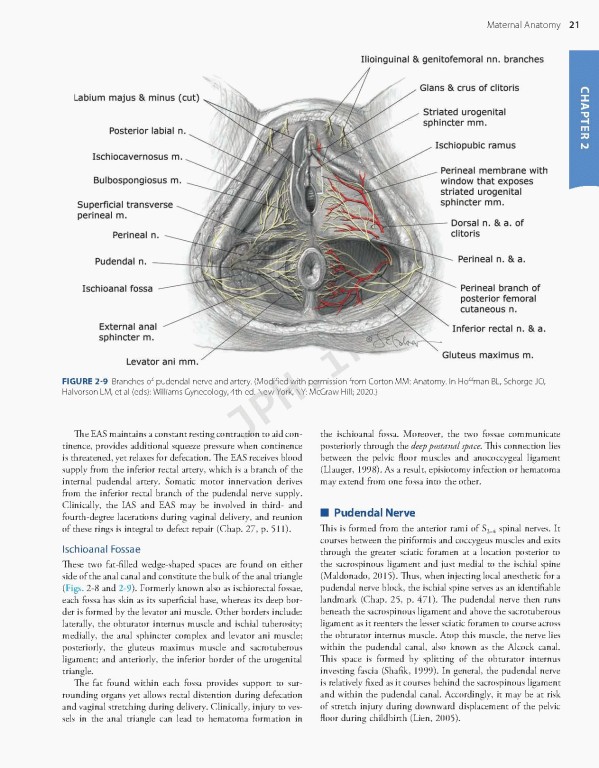 بارداری و زایمان ویلیامز 2022 | Williams Obstetrics 26th Edition