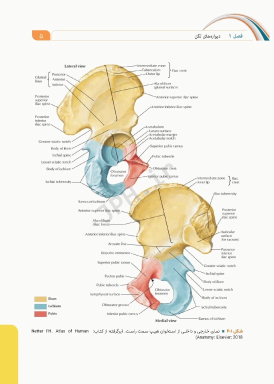 علوم تشریح برای دانشجویان پزشکی جلد10 دستگاه ادراری تناسلی