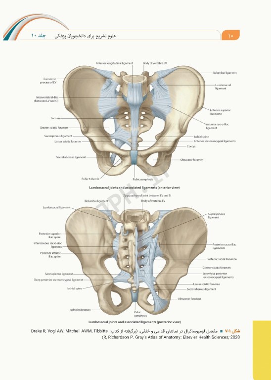 علوم تشریح برای دانشجویان پزشکی جلد10 دستگاه ادراری تناسلی