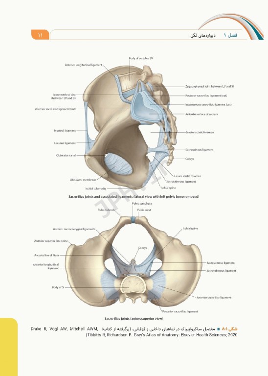 علوم تشریح برای دانشجویان پزشکی جلد10 دستگاه ادراری تناسلی
