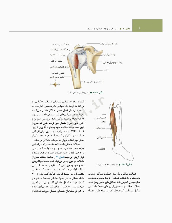 اصول و مبانی پرستاری پاتروپری 2021 جلد7 مبانی فیزیولوژیک عملکرد پرستاری