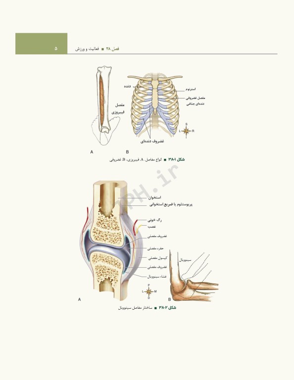 اصول و مبانی پرستاری پاتروپری 2021 جلد7 مبانی فیزیولوژیک عملکرد پرستاری