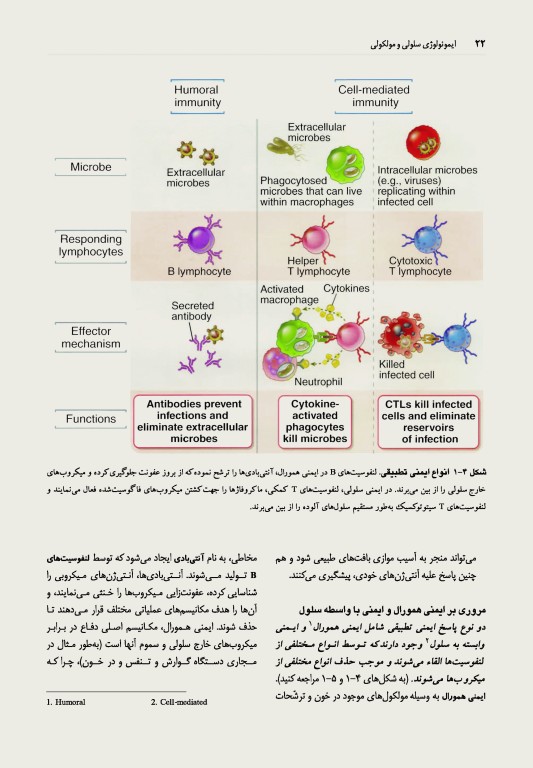 ایمونولوژی سلولی و مولکولی ابوالعباس 2022 دکتر کیهانی