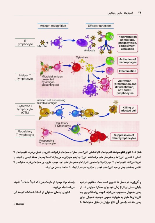 ایمونولوژی سلولی و مولکولی ابوالعباس 2022 دکتر کیهانی
