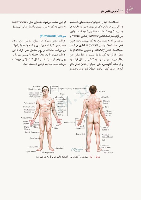 آناتومی بالینی نتر 2014