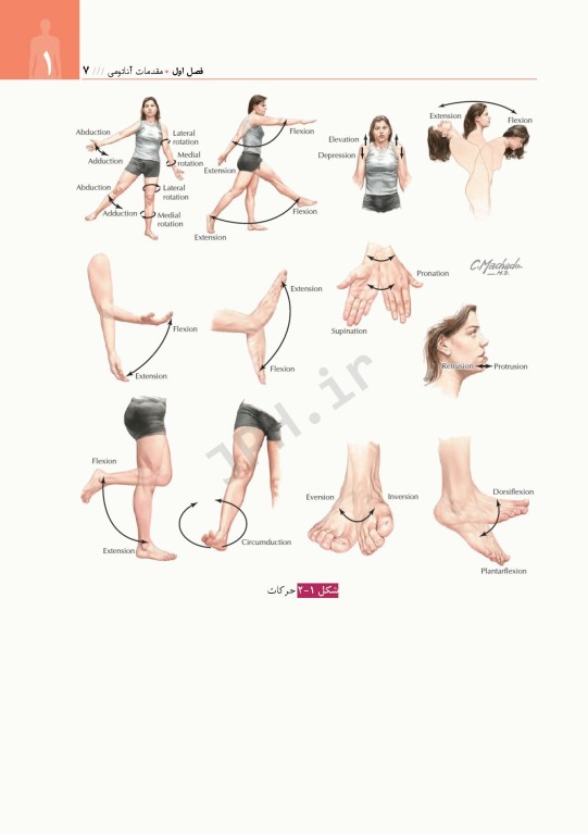 آناتومی برای دانشجویان هوشبری دکتر گلچینی