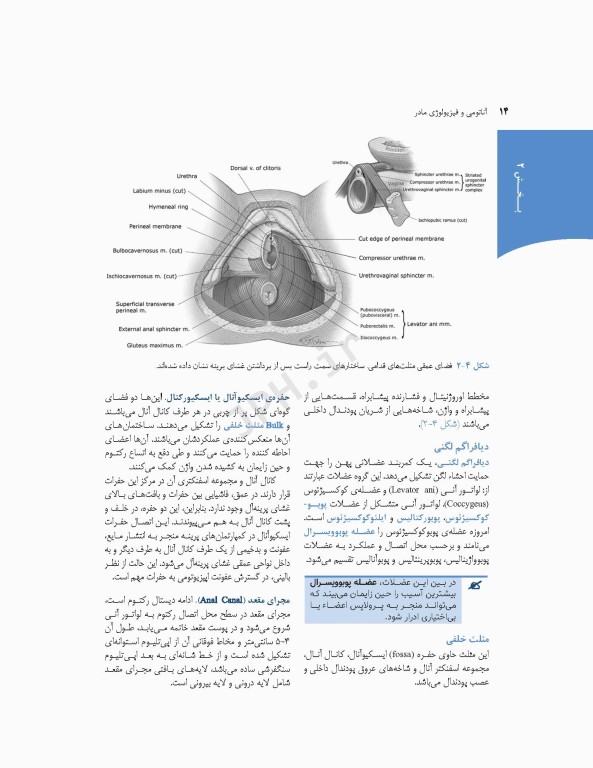 چکیده بارداری و زایمان ویلیامز 2018