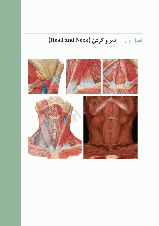 فشرده آناتومی رادیولوژیک نتر 2014