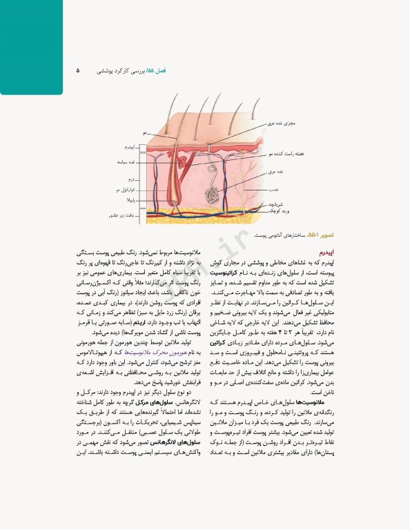 پرستاری داخلی و جراحی برونر و سودارث 2022 جلد13 پوست و سوختگی