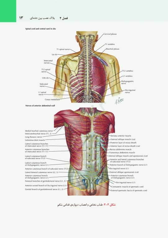 مقدمه‌ای بر اقدامات بالینی نتر + CD