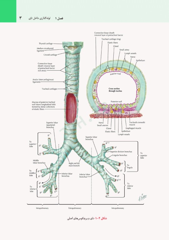 مقدمه‌ای بر اقدامات بالینی نتر + CD