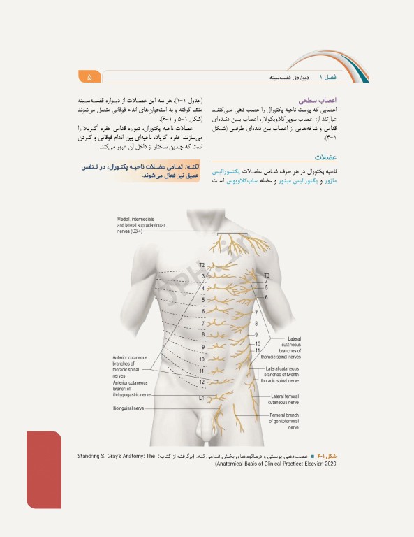 علوم تشریح برای دانشجویان پزشکی جلد4 دستگاه قلب و عروق