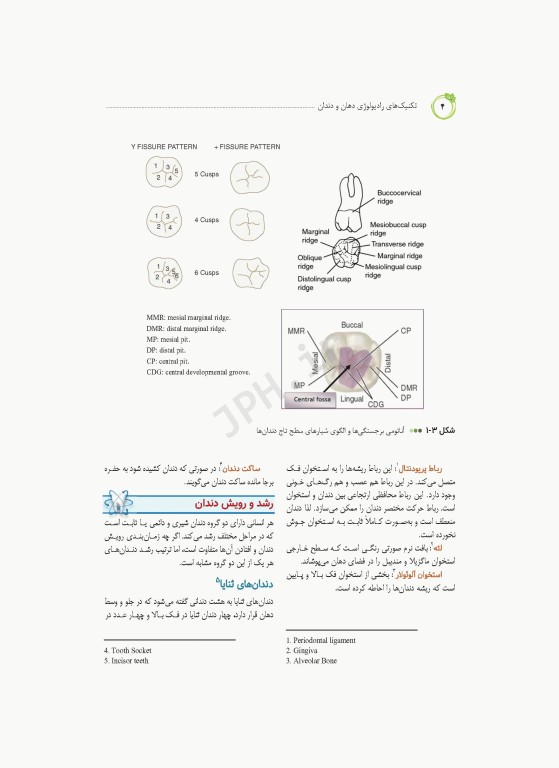 تکنیک‌های رادیولوژی دهان و دندان