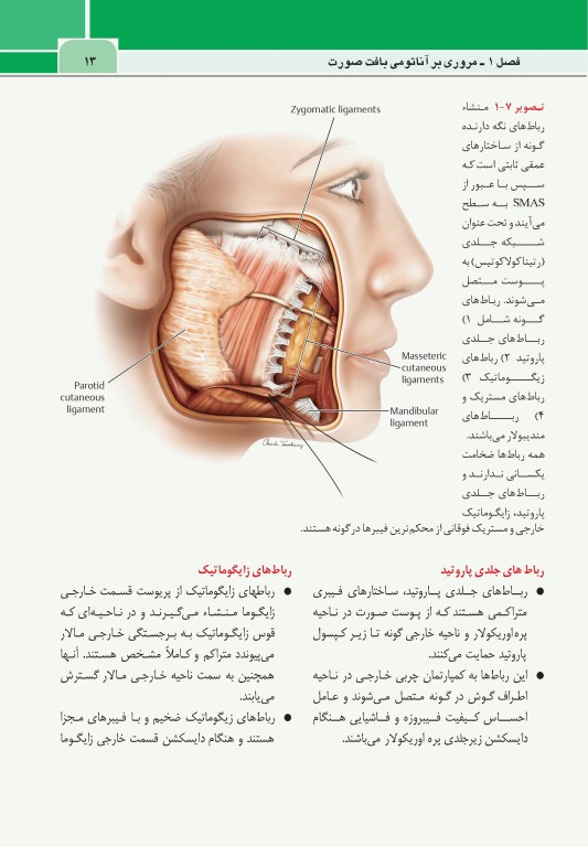 نواحی خطر صورت در پروسیجرهای زیبایی دکتر داوود رمزی